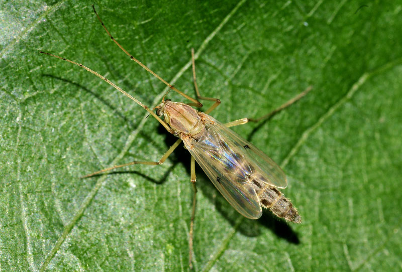 Chironomidae